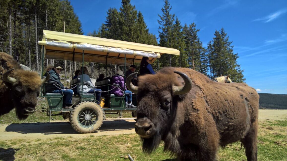 Image 0 : RESERVE DES BISONS D'EUROPE