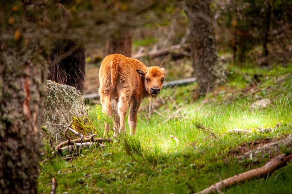 Image 1 : RESERVE DES BISONS D'EUROPE