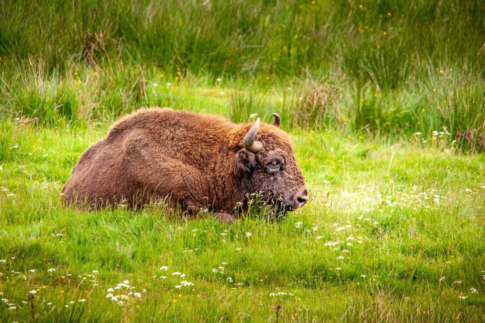 Image 4 : RESERVE DES BISONS D'EUROPE