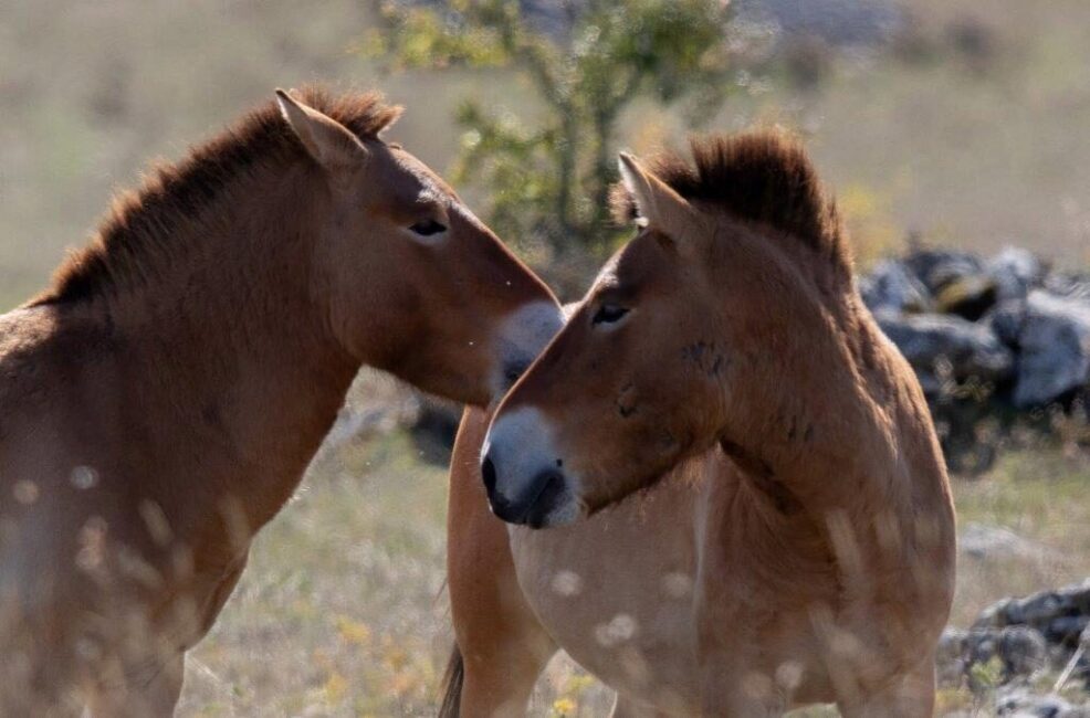 Image 0 : ASSOCIATION TAKH - CHEVAUX DE PRZEWALSKI
