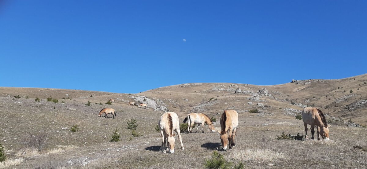 Image 1 : ASSOCIATION TAKH - CHEVAUX DE PRZEWALSKI