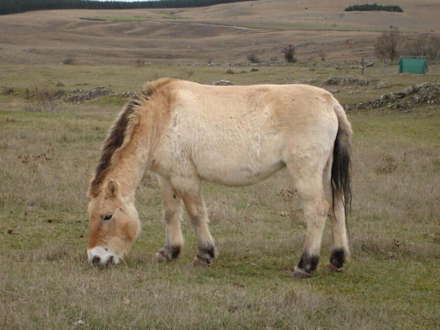 Image 2 : ASSOCIATION TAKH - CHEVAUX DE PRZEWALSKI