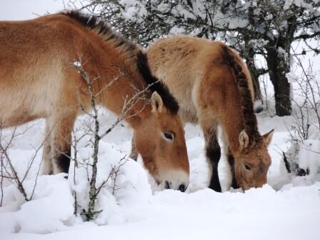 Image 4 : ASSOCIATION TAKH - CHEVAUX DE PRZEWALSKI