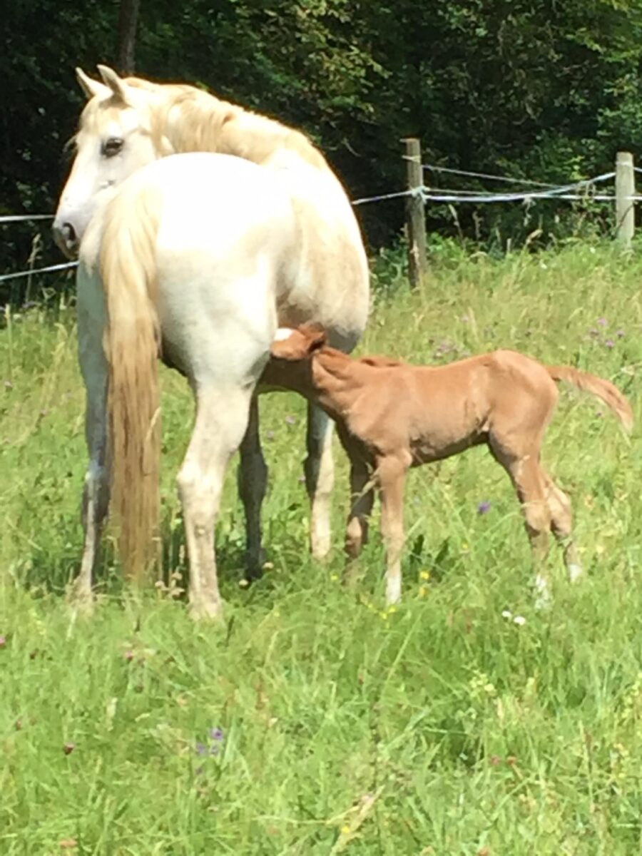 Image 4 : CLUB HIPPIQUE DU GEVAUDAN