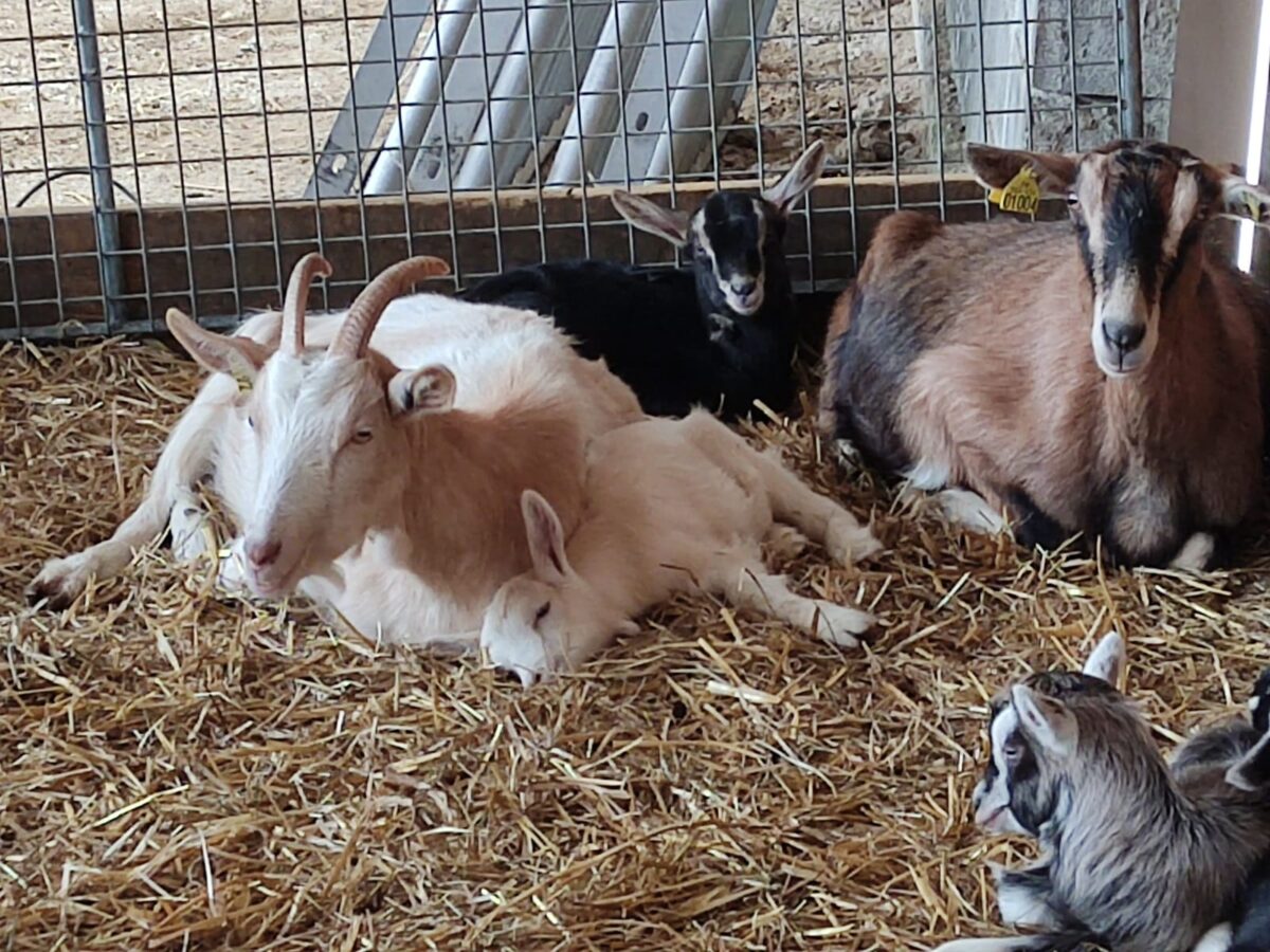 Image 2 : L'ARCHE DE NOË