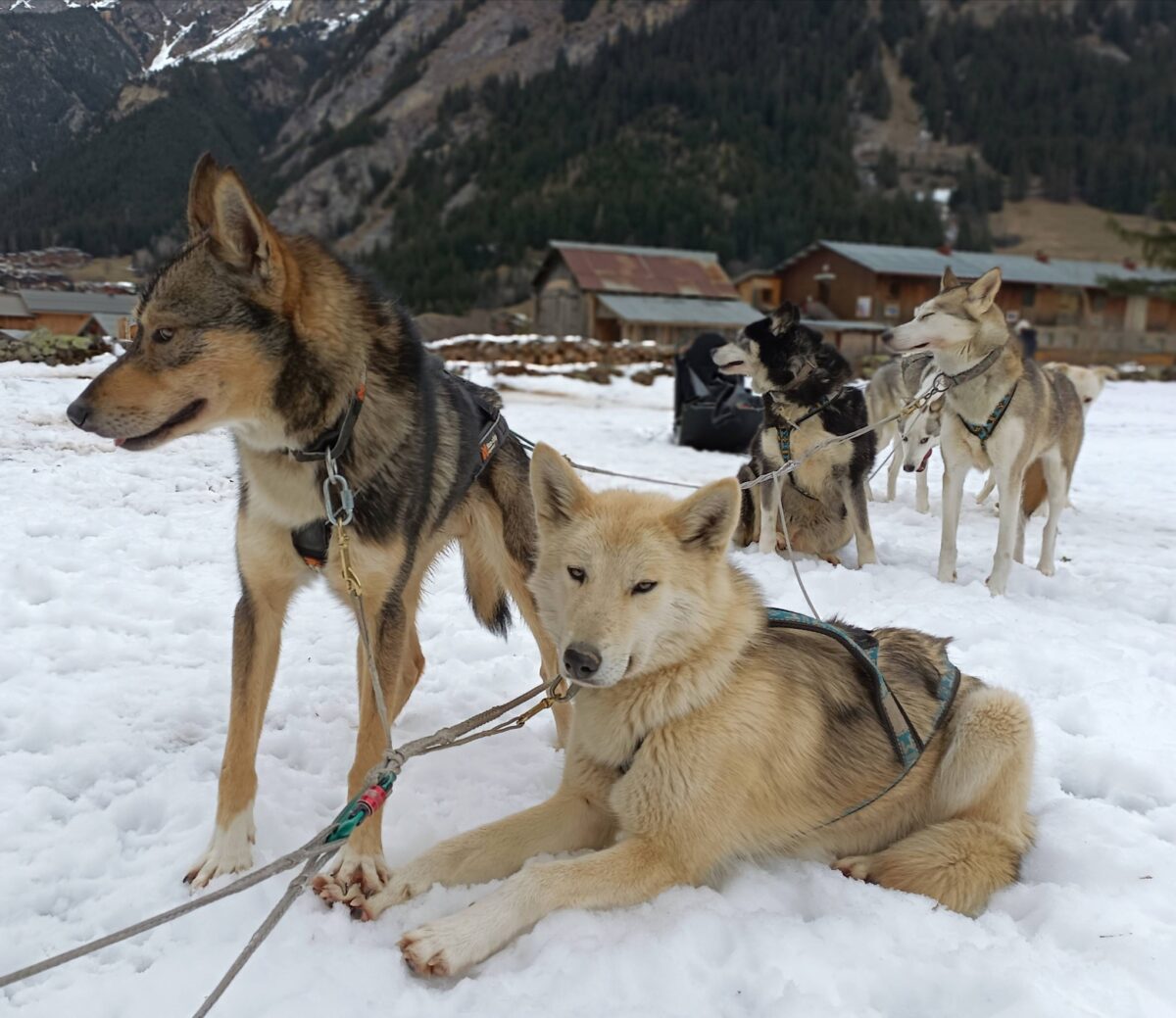 Image 2 : MEUTMATAH - CHIENS DE TRAÎNEAUX