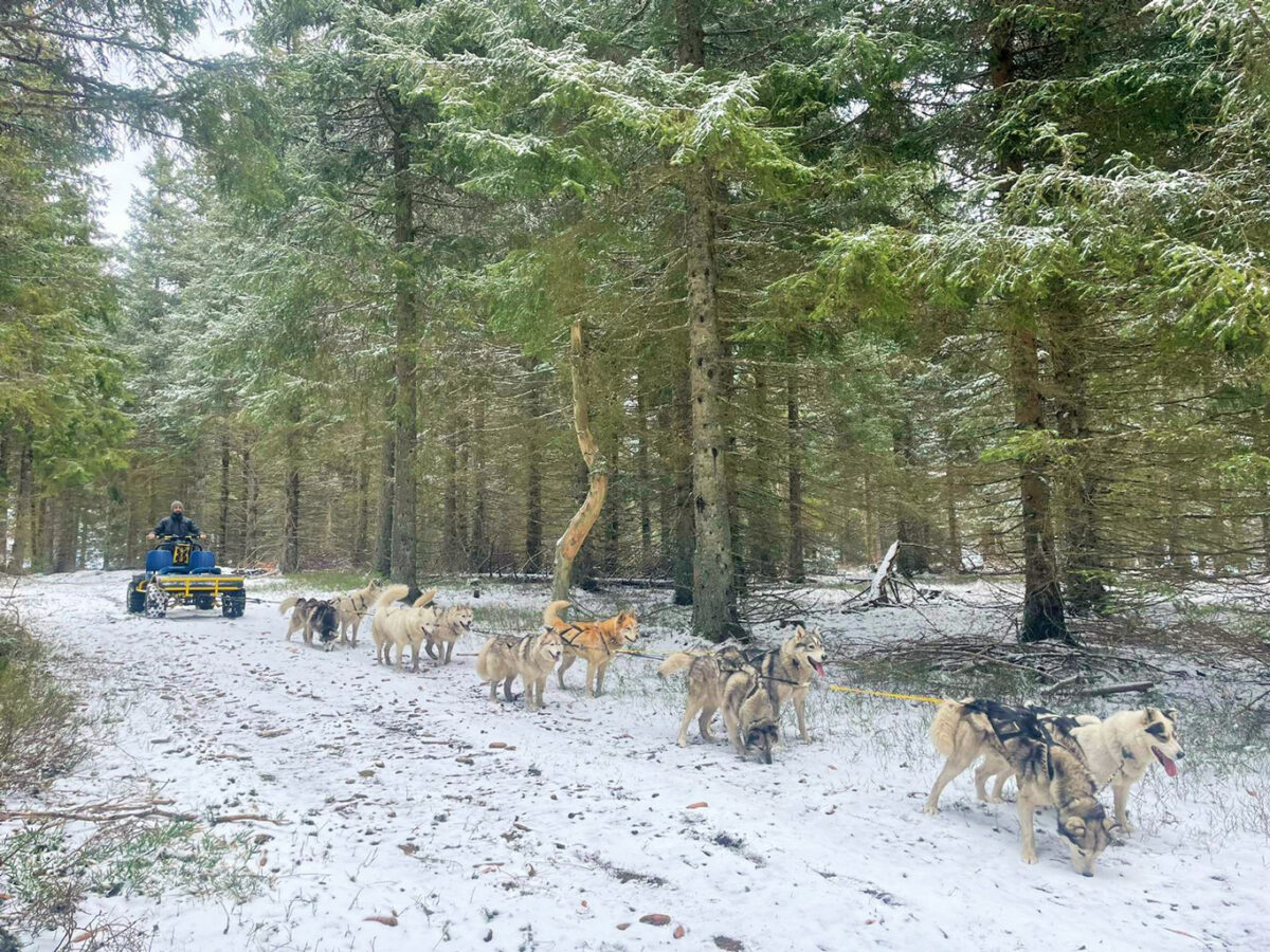 Image 3 : MEUTMATAH - CHIENS DE TRAÎNEAUX