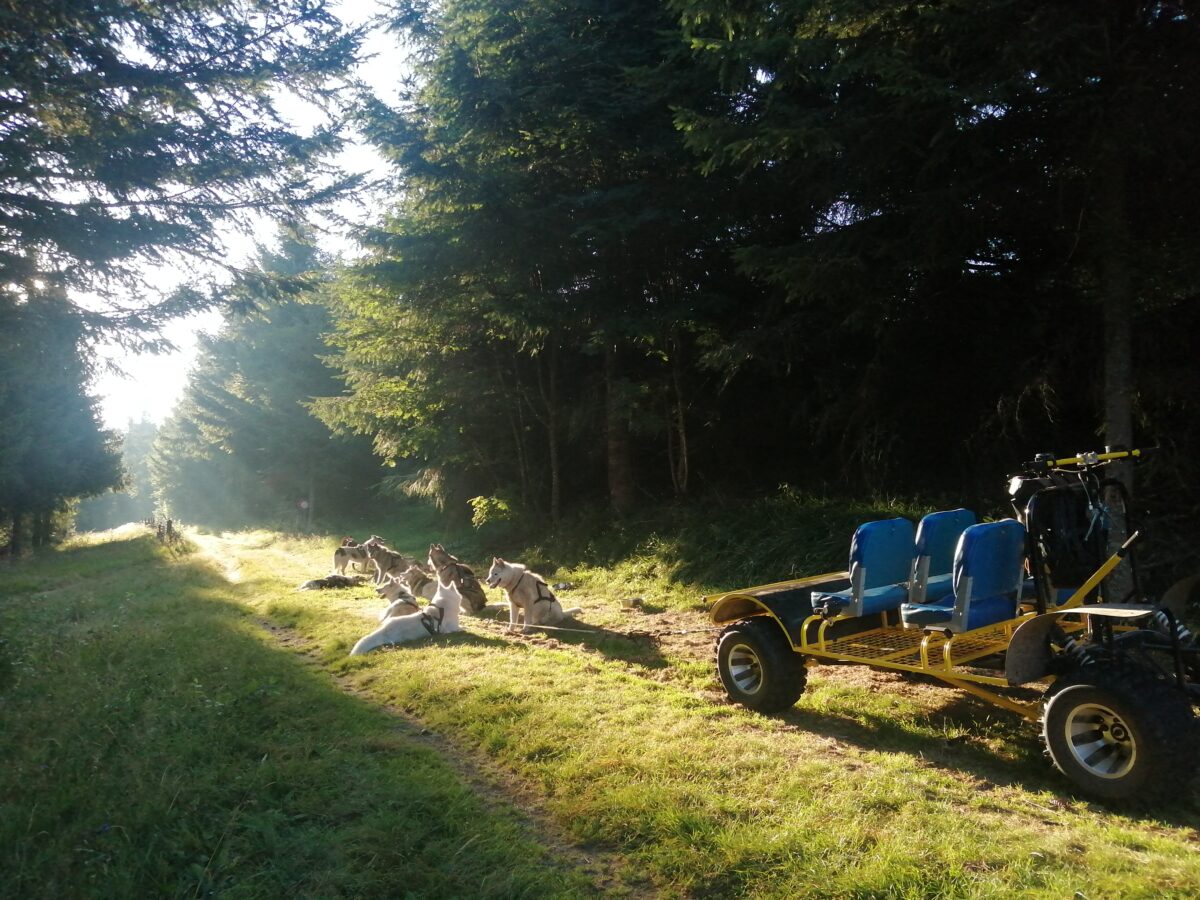 Image 4 : MEUTMATAH - CHIENS DE TRAÎNEAUX