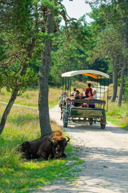 Image 1 : RESERVE DES BISONS D'EUROPE
