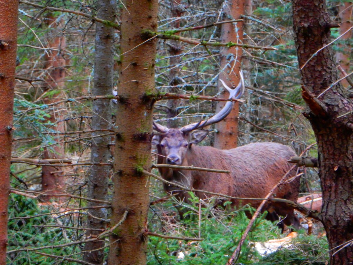 Image 3 : UN RÊVE DE BALBU