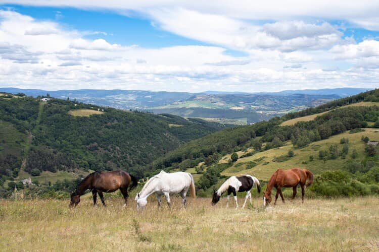 Image 1 : ART DE LAIT