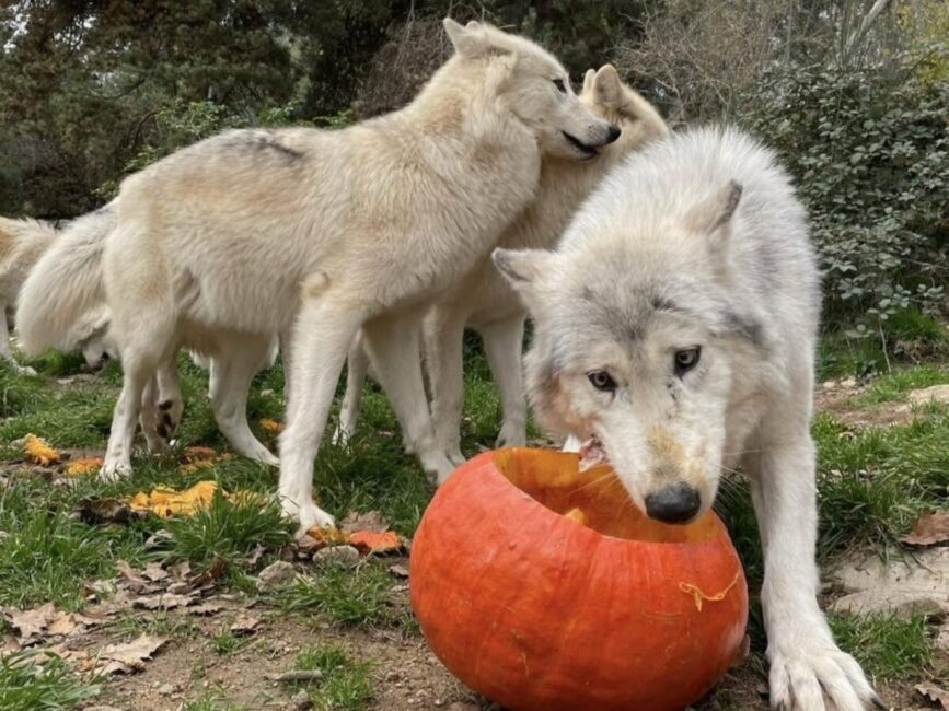 Image 0 : HALLOWEEN CHEZ LES LOUPS
