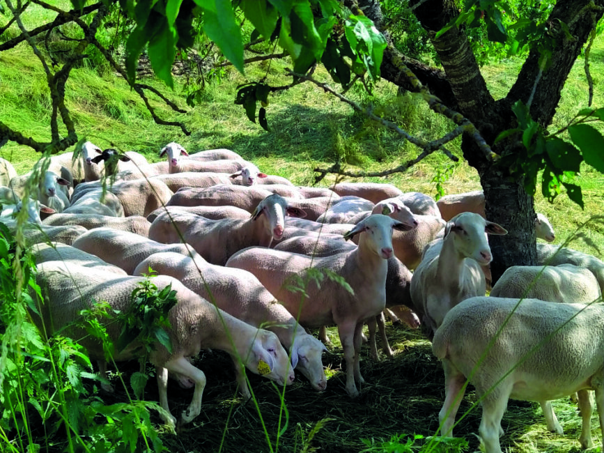 Image 0 : MARVEJOLS ET SON PASSÉ LAINIER LE LONG DE LA COLAGNE