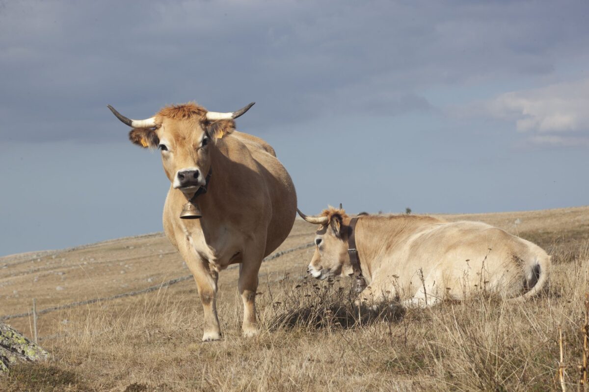 Image 1 : En passant par le Parc Naturel Régional de l'Aubrac