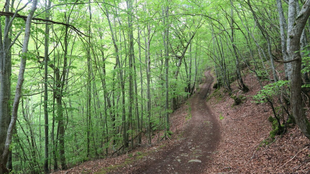 Image 1 : Le chemin du Bouchet