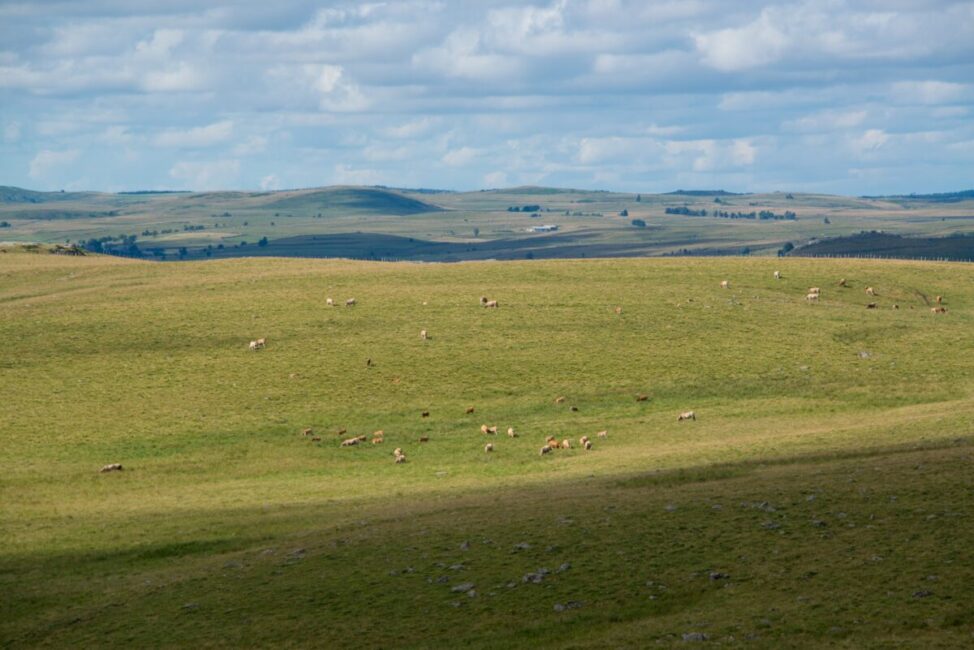 Image 0 : LE PLATEAU DE L'AUBRAC