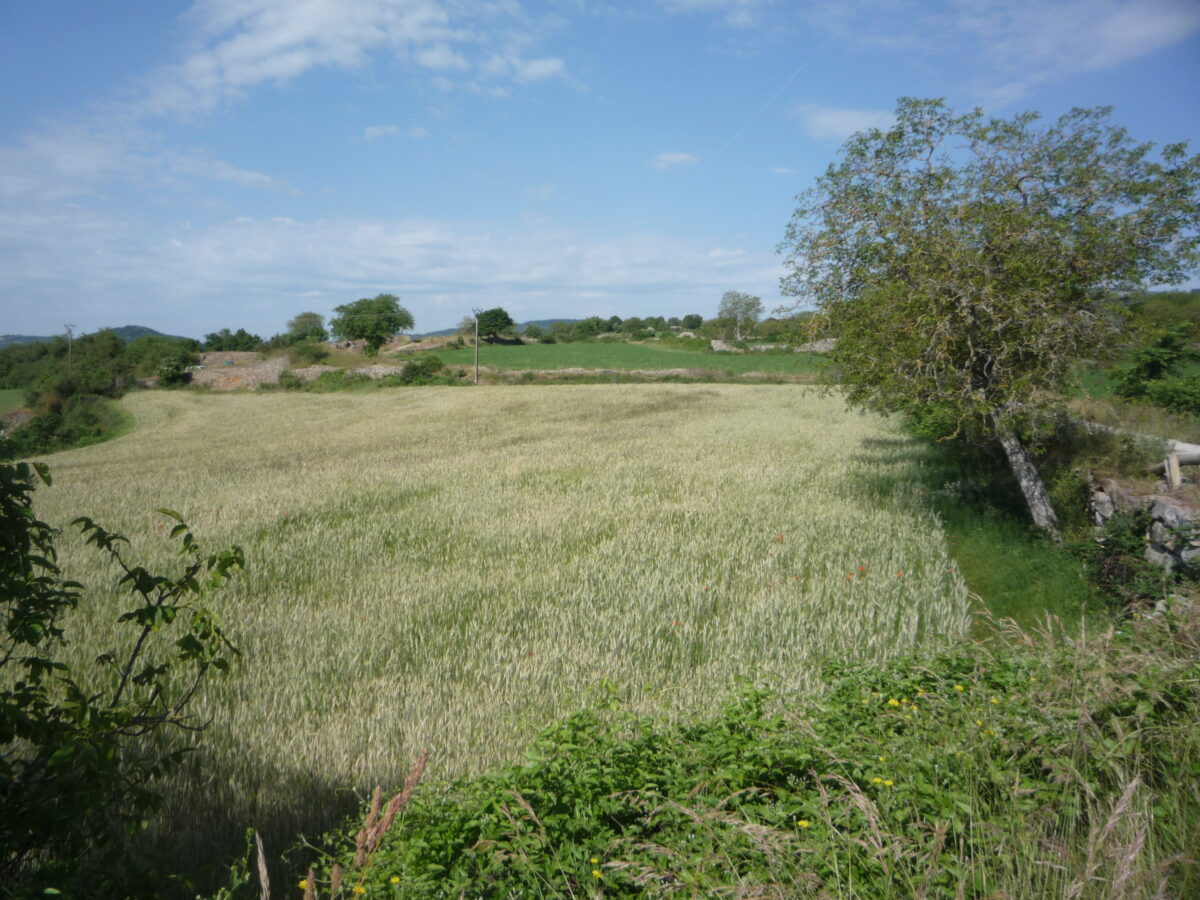 Image 2 : LE PLATEAU DE LA CHAM