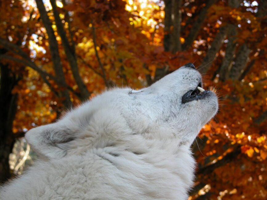PARC DES LOUPS DU GEVAUDAN - Gévaudan Authentique