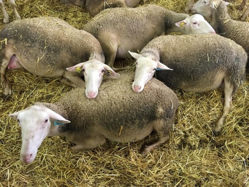 Image 0 : A LA FERME ARMAND ET MARIE