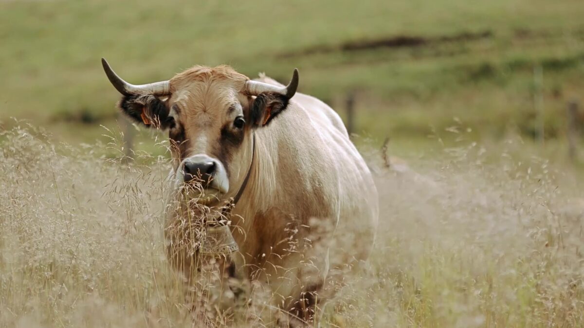 Image 3 : ELEVAGE RODIER