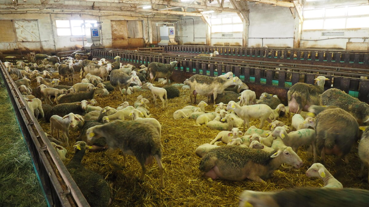 Image 2 : GAEC DES "BIENHEUREUX"