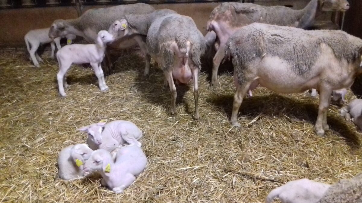 Image 1 : LE FERMIER GOURMAND