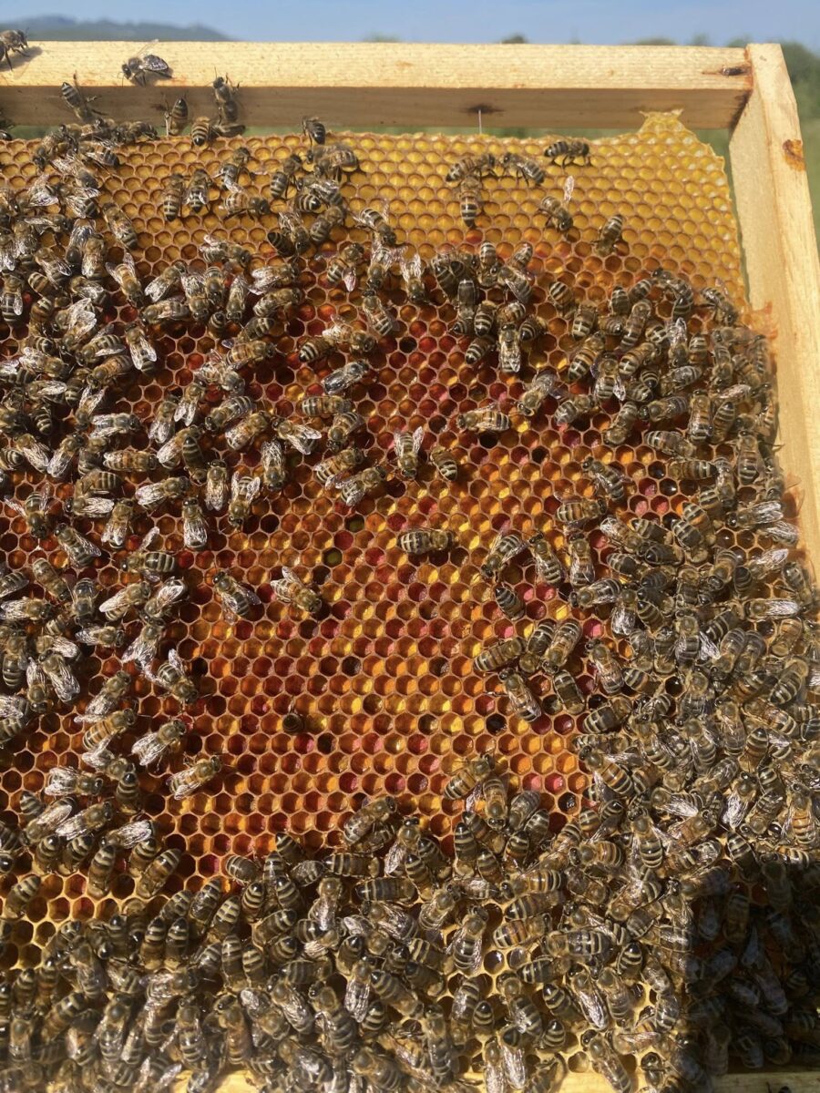 Image 2 : LE RUCHER DE BOUQUET
