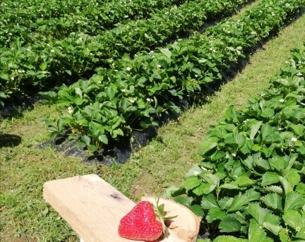 Image 2 : LES FRUITS  ROUGES DE LA COSTE